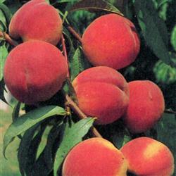 Prunus persica 'Red Haven'